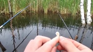 Обучающее видео для начинающих рыбаков, как ловить на хлеб, на прищип