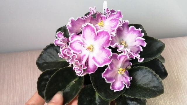 ПТ-Хрустальная Леди. Обзор. смотреть онлайн