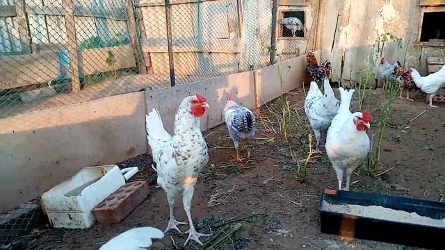 Утро в деревне, пение петухов разных пород!!!! смотреть онлайн