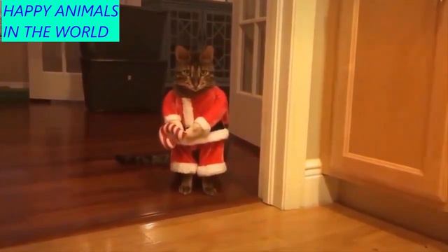 СМЕШНЫЕ ЖИВОТНЫЕ | КОТЫ | СОБАКИ | ПРИКОЛЫ С ЖИВОТНЫМИ | смех до слёз ТОП ВИДЕО ТИКТОК #39 смотреть онлайн