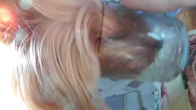 йорк пьёт молоко