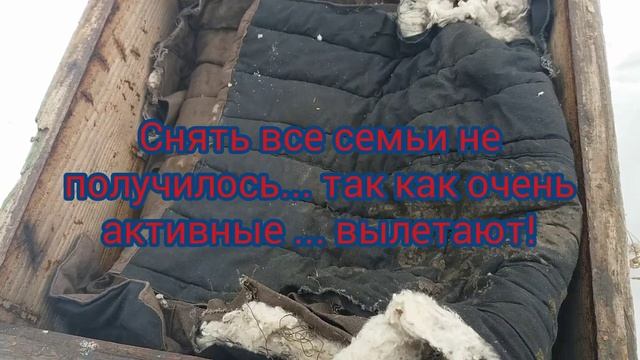 Первая подкормка пчел медом в феврале смотреть онлайн