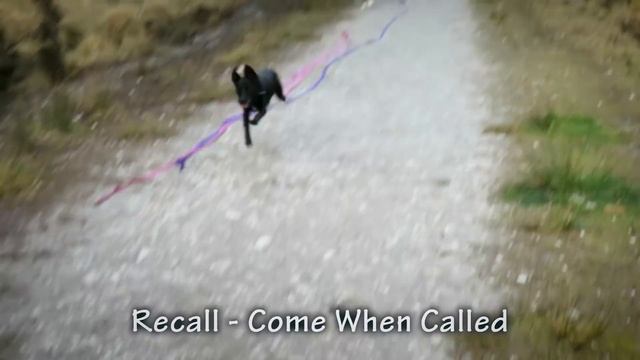 Minna - Cocker Spaniel x Labrador - 3 Week Residential Dog Training At Adolescent Dogs смотреть онлайн