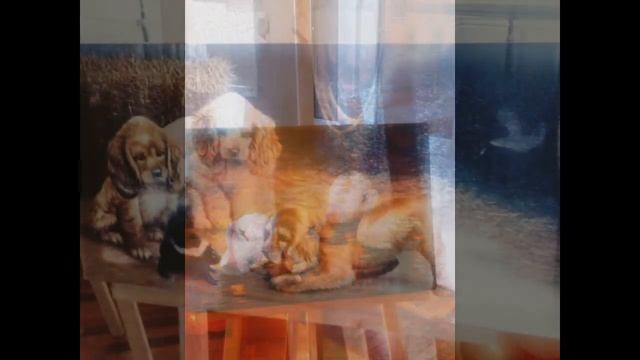 Выставка вышитых шелком картин из Северной Кореи в Санкт-Петербурге. сентябрь 2017 смотреть онлайн