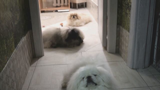 Питомник пекинесов САВЕЛИНА - щенки на продажу смотреть онлайн