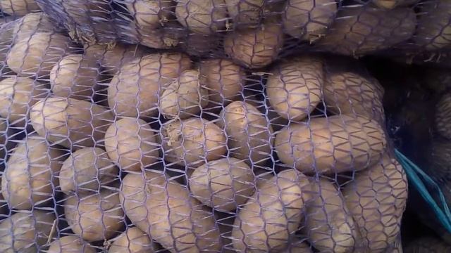 Посадочный картофель сорт Гранада. смотреть онлайн