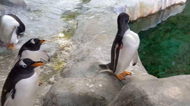 Пингвины. Московский зоопарк смотреть онлайн