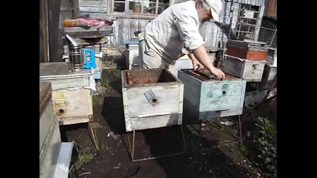 весенние работы с пчелами - пересаживаю семью пчел из одного улья в другой смотреть онлайн