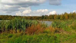 Озеро в Бужаниново. Топкие берега. Камыш и рогоз. Свирепые комары.