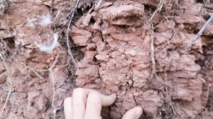 Вкусное видео о "Красной-приозёрной" глине. Хруст и обзор места залегания от 17.08.2021 года