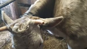 Одна корова оказалась не стельной.