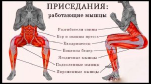 Как правильно приседать. Кратко о видах приседаний, техника выполнения, вариации