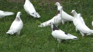 Мраморные шейки Рахмана,голуби линии Октая !!    Продолжение ....#pigeons#МИРБОЙНЫХГОЛУБЕЙ#