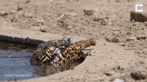 Рой бабочек прокатился на спине черепахи