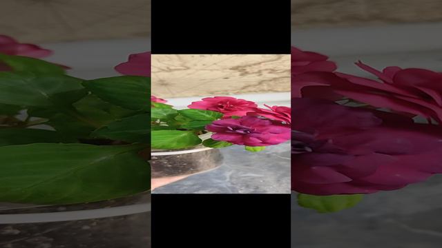 Бальзамин махровый. Ванька мокрый