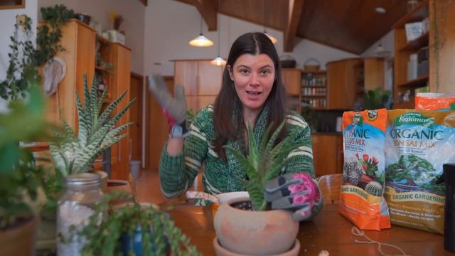 Gonialoe & Dischidia Get a NEW HOME — Ep. 298 смотреть онлайн