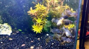 Лимия чернополосая / Limia (Poecilia) nigrofasciata #лимиячернополосая #Limianigrofasciata