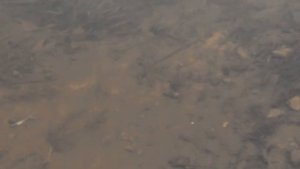 Самодельный червяк