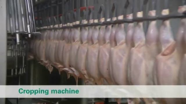 Линия убоя птицы высокой производительности