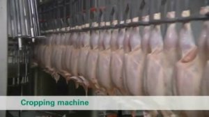 Линия убоя птицы высокой производительности