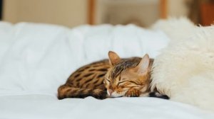 Милые котики ・Лечебная музыка для сна и медитации ・ Музыка для релакса