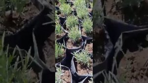 ЛАВАНДА УЗКОЛИСТНАЯ зимостойкий сорт