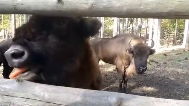 Я в заповеднике с зубрами! смотреть онлайн