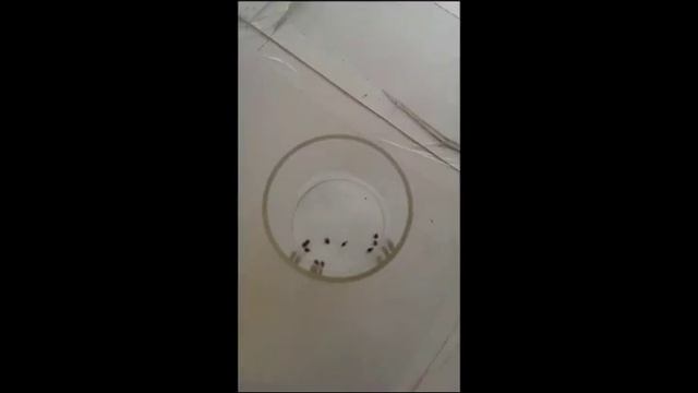 Инсектицид против клопов (испытание средства от клопов) смотреть онлайн