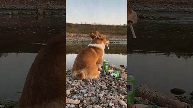 В соцсетях завирусился самый грустный в мире корги