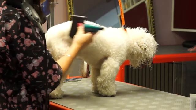 Груминг бишона фризе, стрижка бишона фризе, уход за бишоном фризе, видео бишон фризе смотреть онлайн