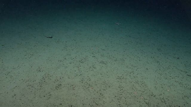 EX2301 Dive 04 Trinidad Slump Shakedown Apr 20 2023 смотреть онлайн