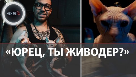 Зачем коту тату | Юрец Удалец извинился за предложение сделать татуировку коту за миллион рублей