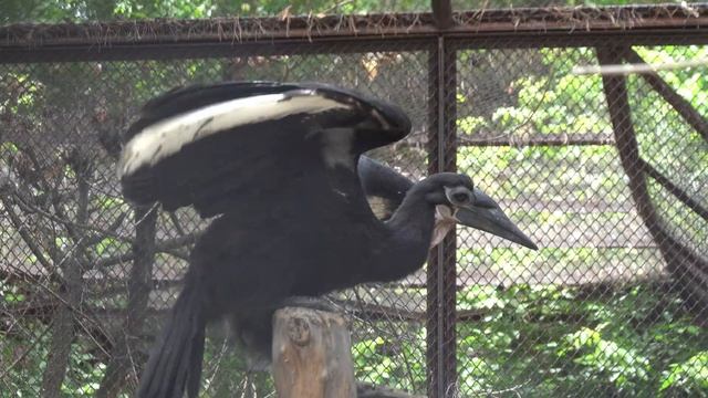 Птенец абиссинского рогатого ворона. 20.06.2023 смотреть онлайн