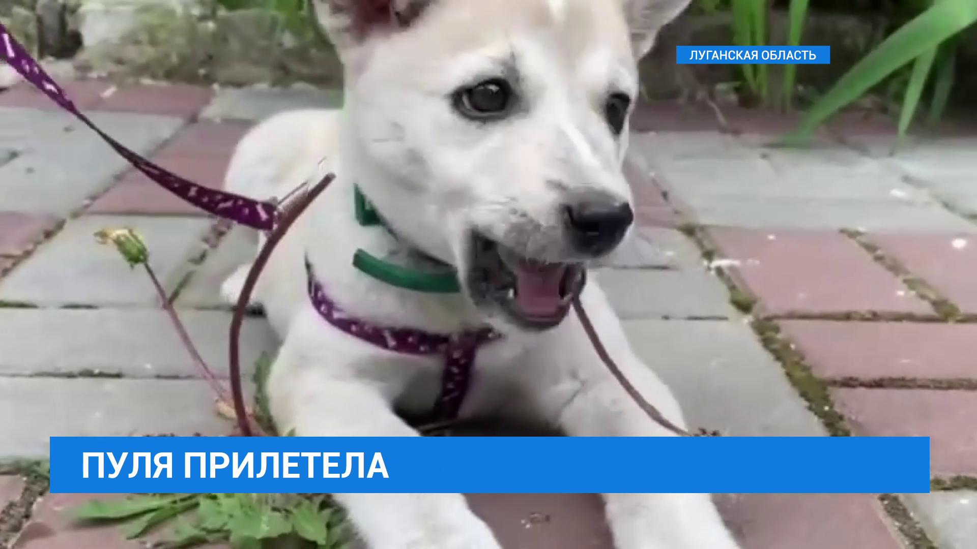 Имя пуля. Бойцовские собаки приравнены к оружию. Приют Химки для собак бойцовых собак.