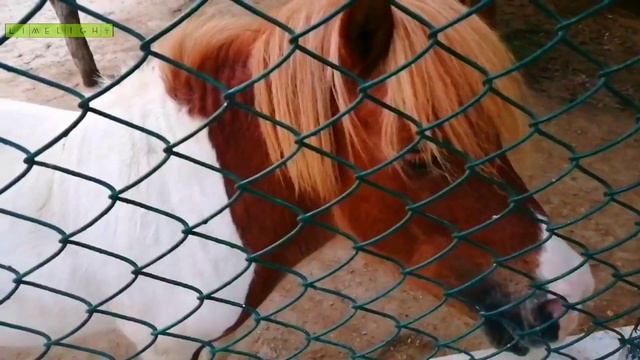 Rani Bagh Hyderabad Pakistan | A Trip to Rani Bagh Zoological Park in Hyderabad Pakistan смотреть онлайн