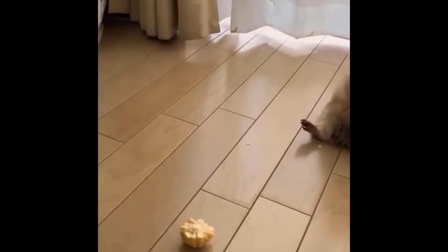 #Забавные_животные 😂  #видео1 (5)