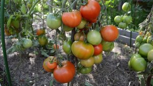 Сорт - "ДУБРАВА". Томаты от Фёдора.