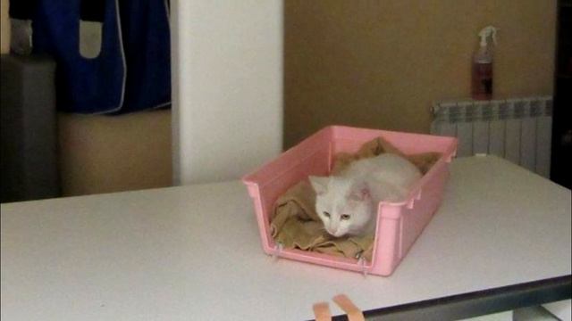 Раз в жизни белоснежный кот Санта приблизился к людям, чтобы попросить еды… И за это получил пулю смотреть онлайн