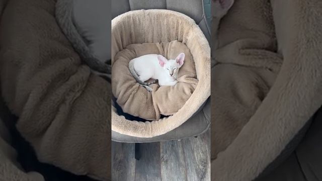 Умора🤣Как спят ориентальные коты 🐈⬛ 🐈