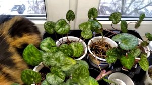 Бабушкин цикламен европейский