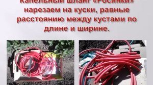 Автоматизация полива клубники на основе  "Росинки" , http://kolangen.ru.