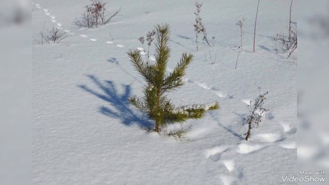 В Коми АССР уже чувствуется приближение ВЁсны смотреть онлайн