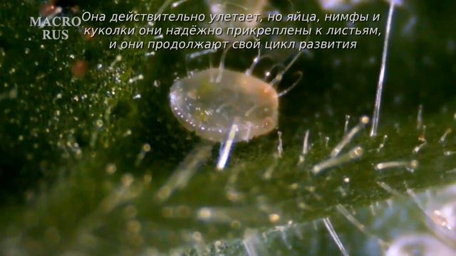 Белокрылка под микроскопом. Способ борьбы. Whitefly under the microscope. The way to fight. MACRORU смотреть онлайн