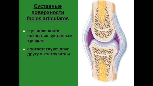 Сустав. Составные элементы сустава. Суставные поверхности костей.