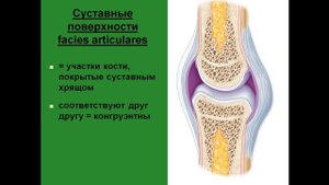 Сустав. Составные элементы сустава. Суставные поверхности костей.