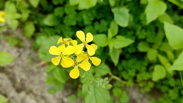 Можно ли дарить зеркало? Как правильно подарить? И как очистить зеркало от негатива? смотреть онлайн