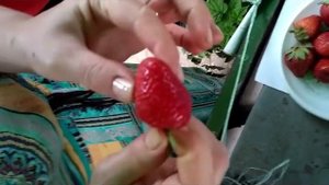 Дегустация сортов клубники Кебот, Генри и др. на Комаровке 20.06.19 г.