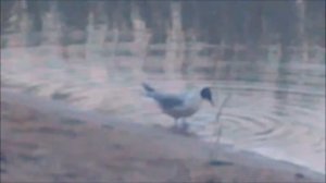 Танцующая чайка(Прикол)