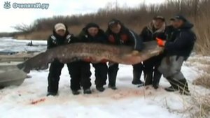 Поймали огромного сома на Нижней Волге!👍