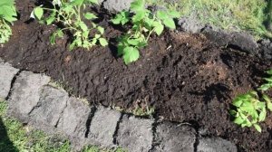 Малина и тыква на эстонском огороде